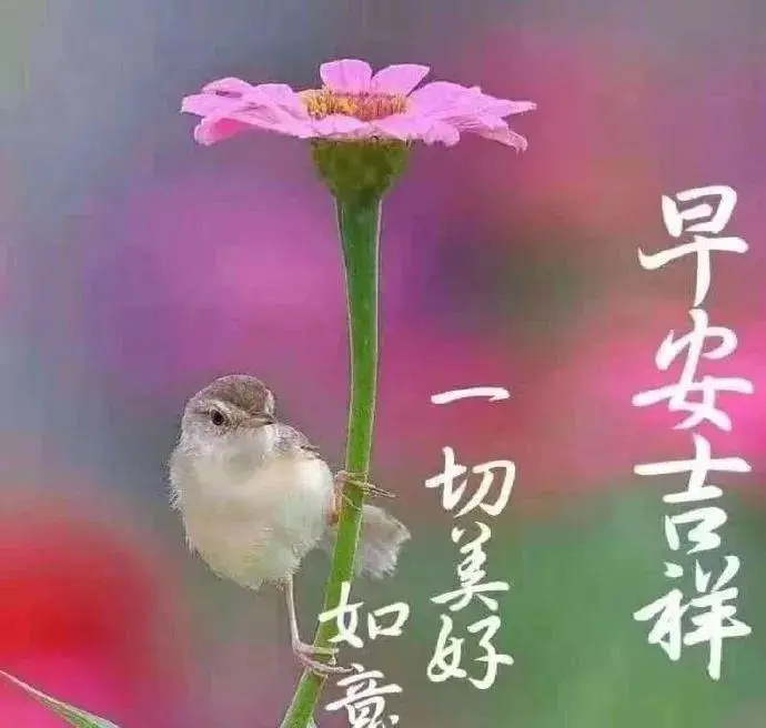 李阿姨照片